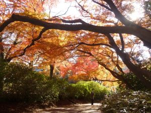 清水公園紅葉1