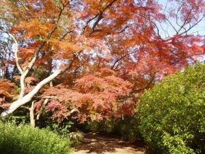 清水公園紅葉3